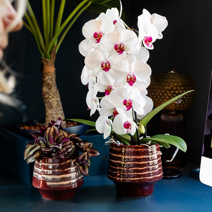 Kolibri Home | Moonstone Burgundy sierpot - Ø9cm