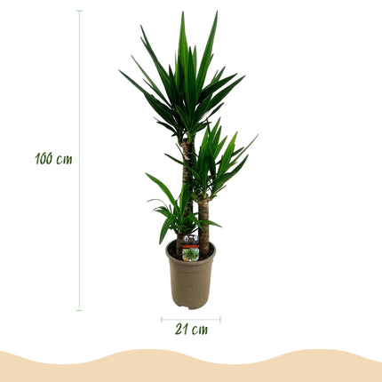 Yucca Elephantipes - ↕100cm - Ø21cm