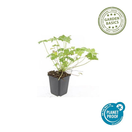 Geranium macrorrhizum 'Czakor' - ↕10-25cm - Ø9cm - 6x