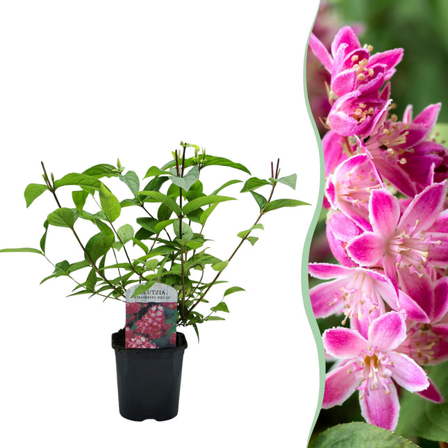 Deutzia hybrida Strawbery Fields - Bruidsbloem - Bloem Roze - ↕45cm - Ø17cm