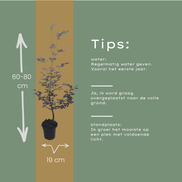 Carpinus Betulus - Haagbeuk - Palletdeal - ↕60-80cm - Ø19cm - 50x