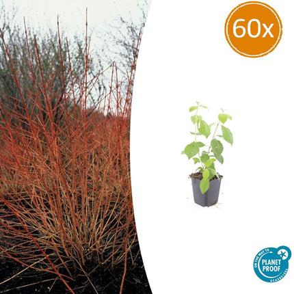 Cornus sanguinea 'Midwinter Fire' - Kornoelje - ↕10-25cm - Ø9cm - 60x