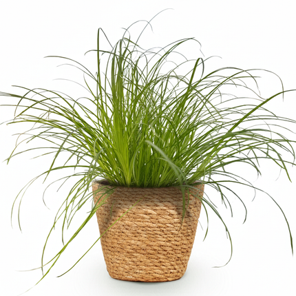Cyperus alternifolius Zumula - Erba per gatti - con cestino - ↕20cm - Ø12cm