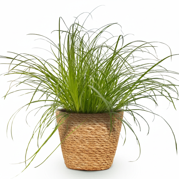 Cyperus alternifolius Zumula - Kattengras - met Mand - ↕20cm - Ø12cm