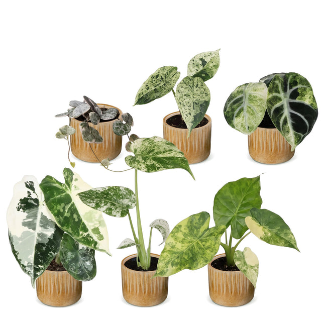 Baby Planten Variegata Mix - Diversen 6x - Tropisch - incl. Linnea Honey - Ø6cm - ↕10-15cm