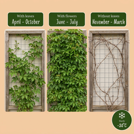 Parthenocissus quin. 'Engelmannii' - Engelmann klimop 6x - Geel - Groen - Klimplant - Ø9cm - ↕35cm