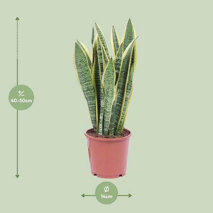 Sansevieria Trifasciata Laurentii - Snake Plant - ↕40cm - Ø14cm