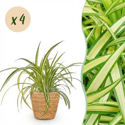 Chlorophytum comosum Variegatum - Bonte Graslelie - met Mand - ↕20cm - Ø12cm - 4x