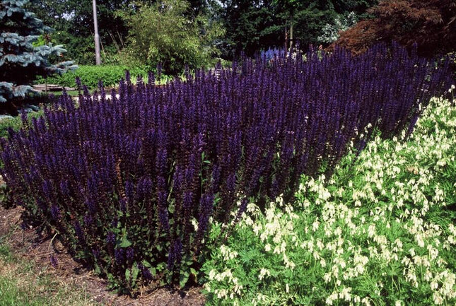 Salvia Nemorosa 'Mainacht' - Bossalie - ↕10-25cm - Ø9cm - 12x