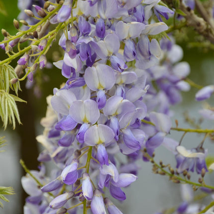 Wisteria sinensis 'Caroline' - Blauwe regen - ↕65cm - Ø15cm - 2x
