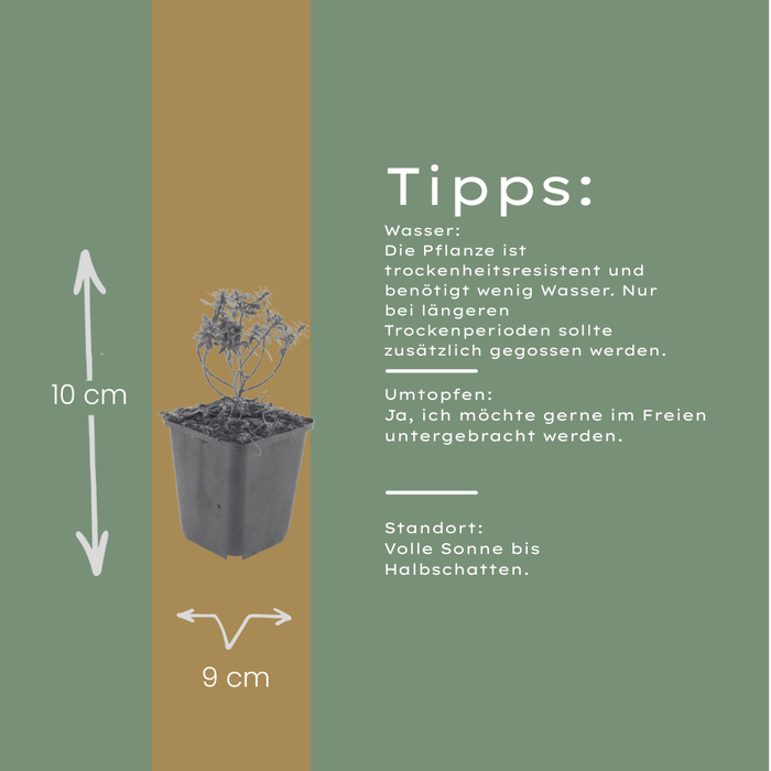 12x Iberis semp. 'Schneeflocke' - ↕10-25cm - Ø9cm