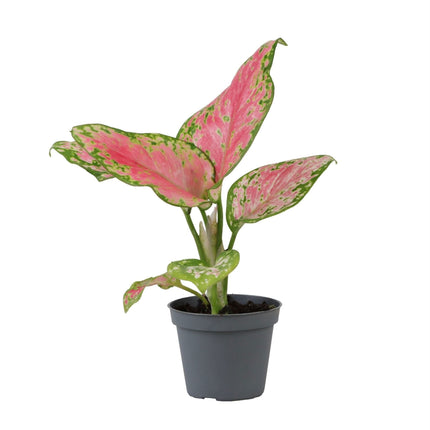 Aglaonema Red Valentine - Chinees groen - Roze - Tropisch - Ø6cm - ↕12cm