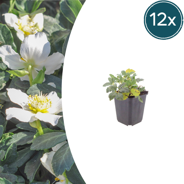 Kerstroos - Helleborus niger - ↕10-25cm - Ø9cm - 12x