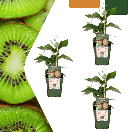 Rośliny kiwi - Organiczne - ↕20cm - Ø13cm - 3x
