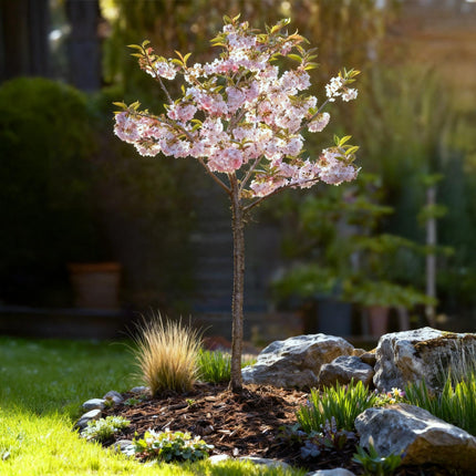 Prunus incisa Koujou-no-mai - Plante de patio - Caduc - Rustique - Fleurs blanches - Pot de 19 cm - Hauteur : 90 cm