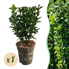 Collection image for: Euonymus Japonicus (Buxusersättning)