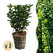 Euonymus Japonicus (zamiennik bukszpanu)