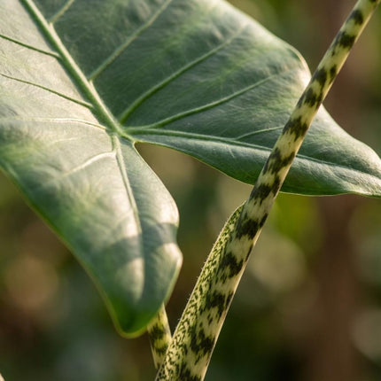 Alocasia Zebrina - Elephant Ear - with Basket - ↕70-75cm - Ø21cm
