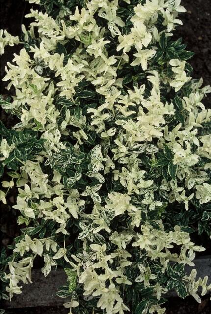 Euonymus fortunei 'Harlequin' - Japanse Kardinaalsmuts - ↕10-25cm - Ø9cm - 6x