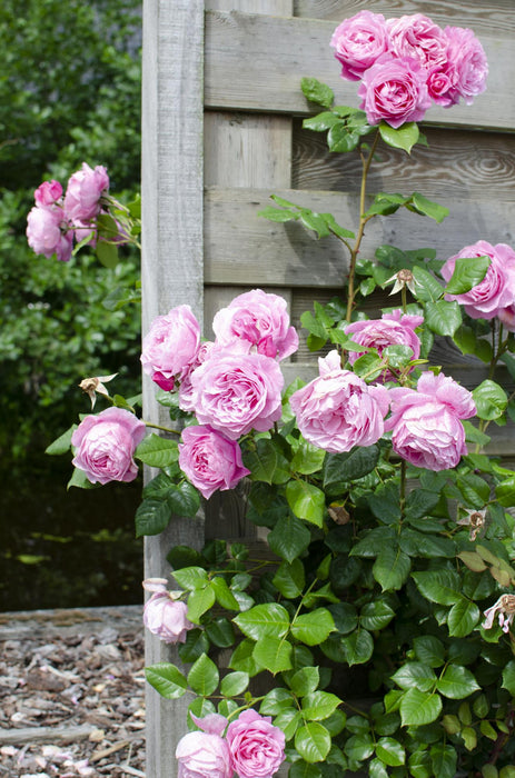 Rosa Crazy in love 'Pink' - Roze Roos - ↕65cm - Ø15cm