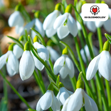 Campanillas de invierno, 30 unidades