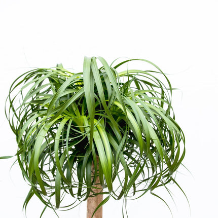 Beaucarnea XXL - Elefantfodplante - ↕180-200cm
