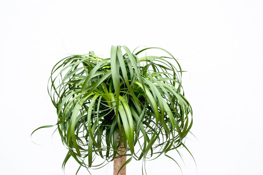 Beaucarnea XXL - Olifantenpoot Plant - ↕180-200cm