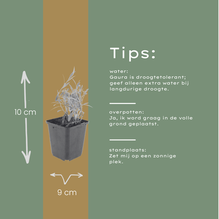 Prachtkaars - Gaura lindheimeri - ↕10-25cm - Ø9cm - 24x