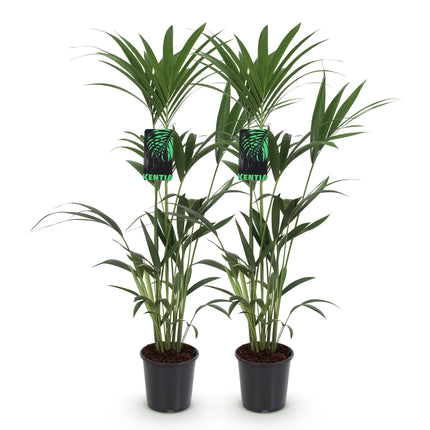 Howea Forsteriana - Kentia Palm - ↕120-130cm - Ø21cm - 2x