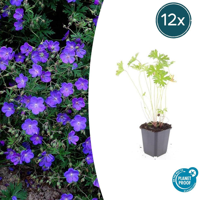 Geranium 'Johnson's Blue' - Ooievaarsbek - ↕10-25cm - Ø9cm - 12x