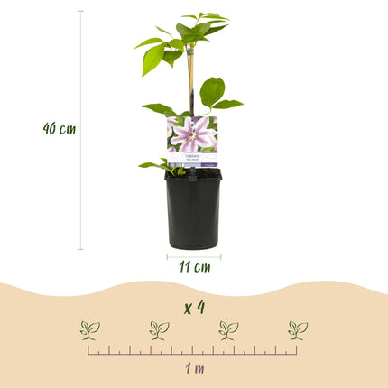 Clematis 'Nelly Moser' – Waldrebe – Rosa Blüte – ↕40 cm – Ø11 cm – 2 Stück