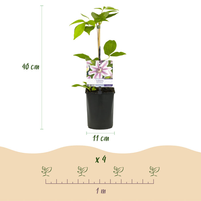 Clematis Nelly Moser - Bosrank - Bloem Roze - ↕40cm - Ø11cm - 2x
