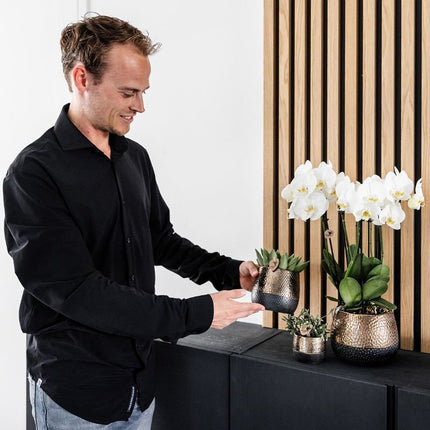 Kolibri Orchids | Plantenset Elite Koper - Witte Phalaenopsis Orchidee Blossom Lausanne & 2 Succulenten