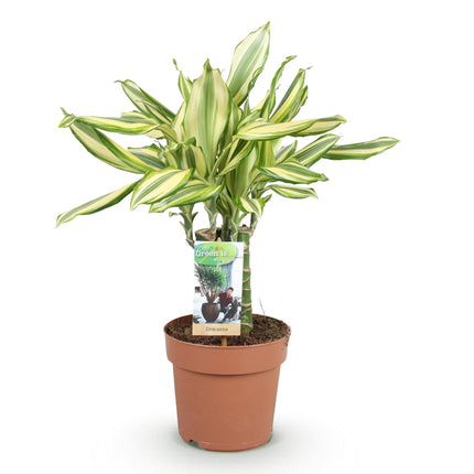 Dracaena fragrans Diamond Dream - Arbre Sang-Dragon - Pot de 17 cm - Hauteur 50-55 cm