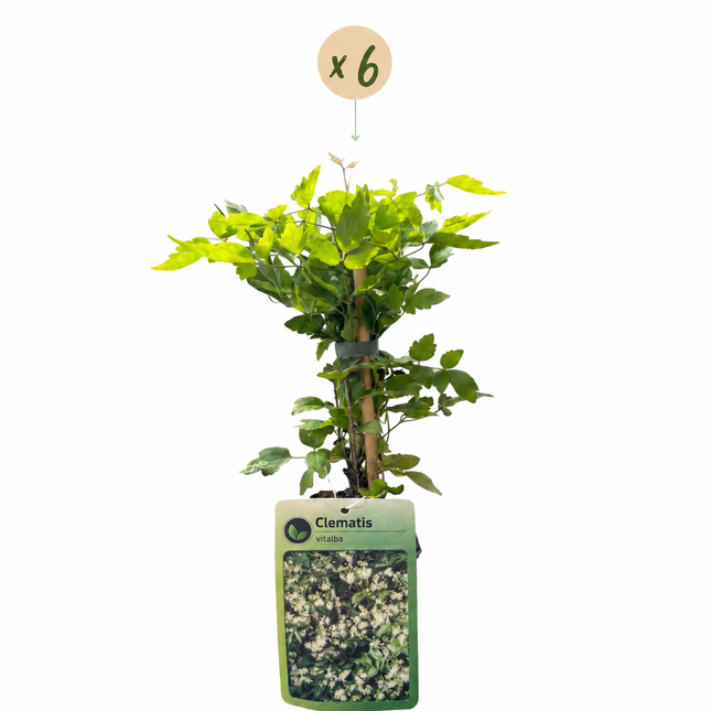 Clematis vitalba - Bosrank 6x - Wit - Klimplant - Ø9cm - ↕35cm