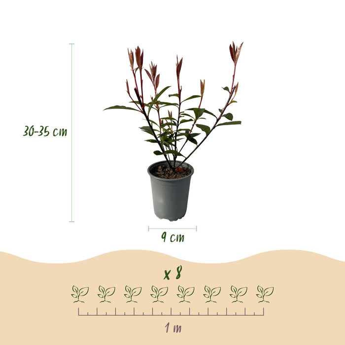Haagplanten - Photinia fraseri Carre Rouge - blad rood groen - 8 planten - 1 strekkende meter - groenblijvend - pot 9cm hoogte 30-35cm