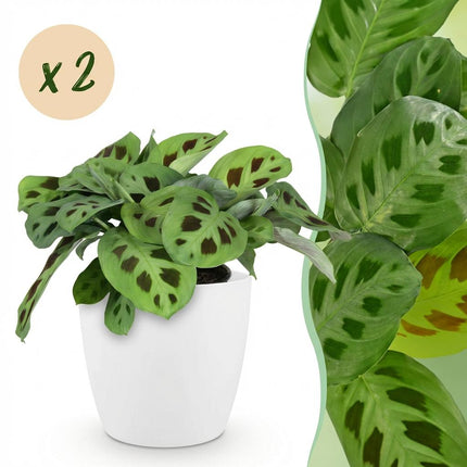 Maranta Fascinator Kerchoveana - Zebra plant - with white plant pots - ↕25cm - Ø12cm - 2x