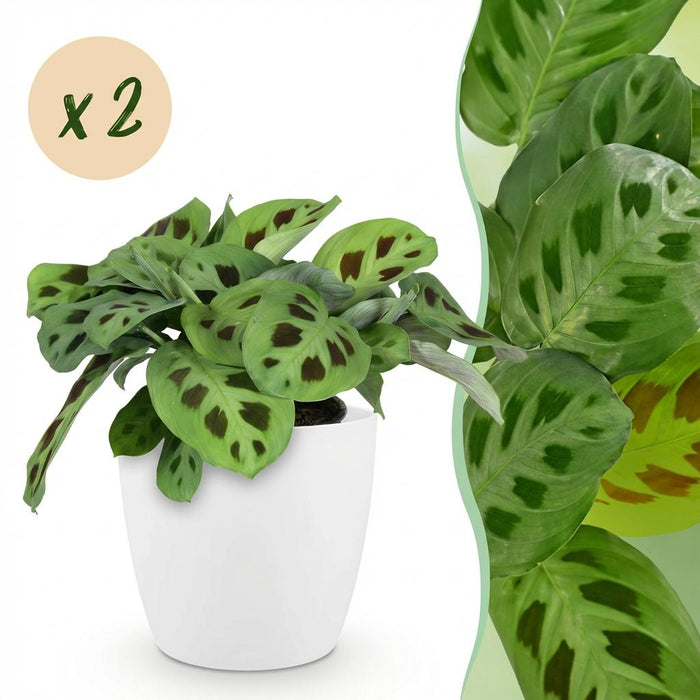 Maranta Fascinator Kerchoveana - Zebraplant - met witte plantenpotten - ↕25cm - Ø12cm - 2x