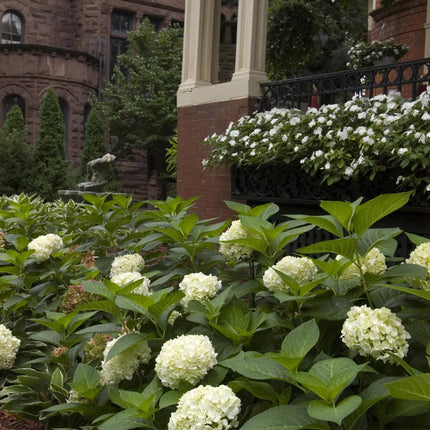 Hydrangea Endles Summer The Bride - Hydrangea - White - ↕20-25cm - Ø14cm - 8x
