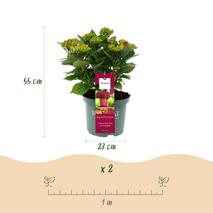 Hortensia - Hydrangea Magical Teusday & Saphire - Rood - 6-10 Bloemen - 2 Planten - ↕55cm - Ø23cm