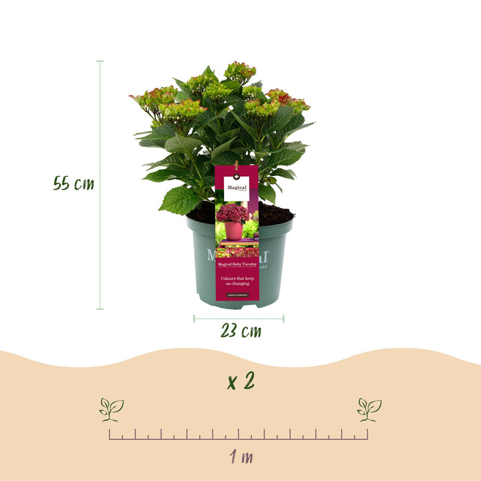 Terrasplant - Hortensia - Hydrangea Magical Teusday & Saphire - Rood - 6-10 Bloemen - 2 Planten - Pot 23cm Hoogte 55cm