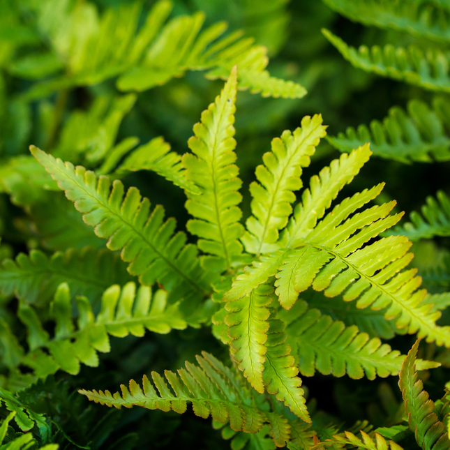 Felce ad ago morbido - Polystichum setiferum 'Herrenhausen' - ↕10-25cm - Ø9cm - 6x