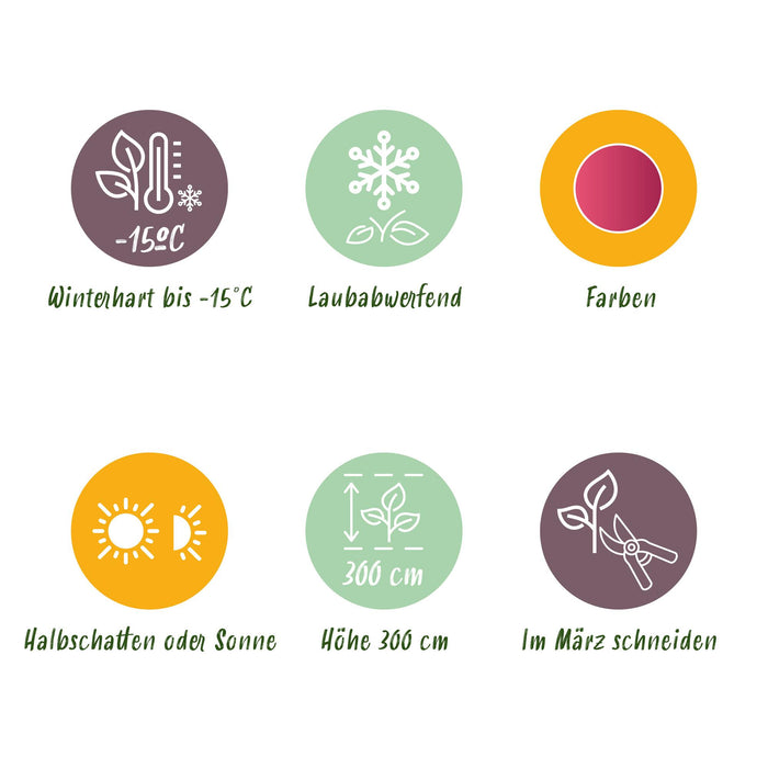 Japanse Esdoorn - Acer Palmatum Phoenix - Roze - ↕35cm - Ø12cm