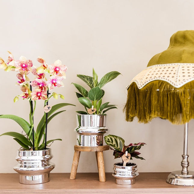 Kolibri Orchids | Combi Deal - 4 Oranje-Gele Phalaenopsis Orchideeën Mineral Grosseto - Ø9 cm