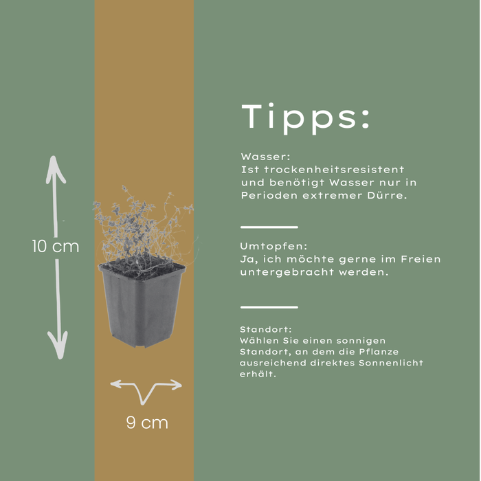 12x Thymus vulgaris - ↕10-25cm - Ø9cm