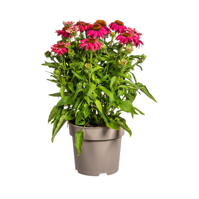 Echinacea purpurea (Échinacée pourpre) - ↕60-70 cm - Ø19 cm