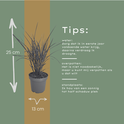 Miscanthus sinensis ‘Zebrinus’ – Zebragras - Ø12cm - 6x