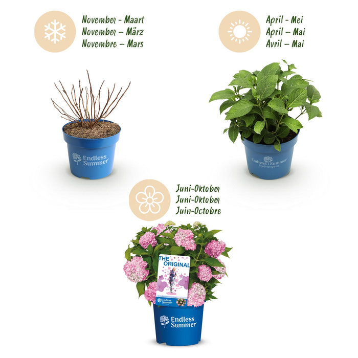 Hydrangea Endles Summer The Original Pink - Hortensia - Roze - ↕20-25cm - Ø14cm - 8x