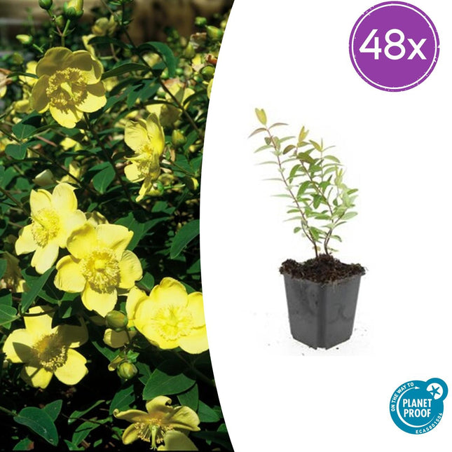 Hypericum 'Hidcote' - ↕10-25cm - Ø9cm - 48x