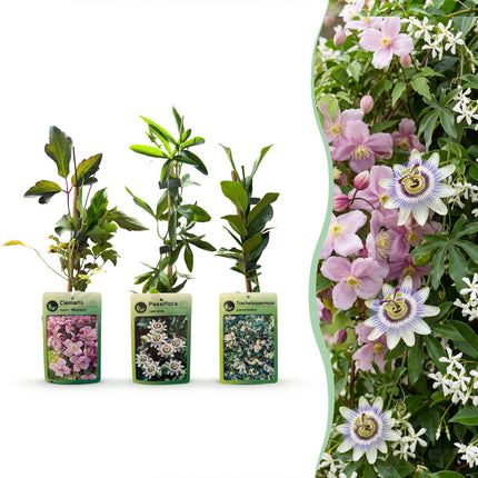 Klimplaten Tricolor Colourfull - Driekleurige klimplant 12x - Licht Roze - Wit - Paars - Klimplant - Ø9cm - ↕35cm